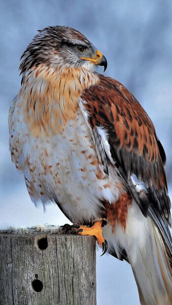 A detailed hawk perched on a wooden post with vibrant feathers and sharp gaze