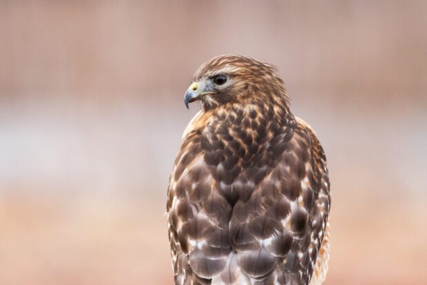 A close up of a hawk showing detailed feathers and sharp beak in natural light