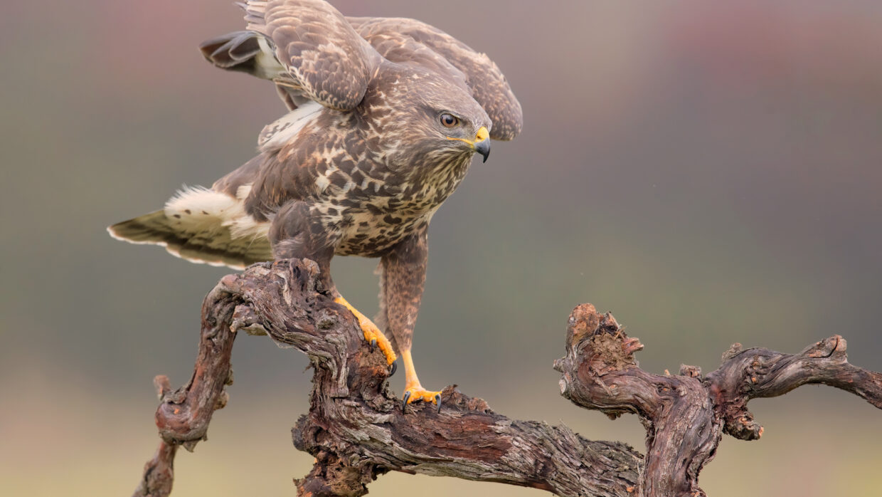 Hawk Wallpaper: Stunning Images for Every Device - PixelsTalk