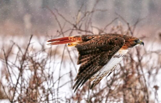 A hawk flying low over snowy bushes during a winter day in nature