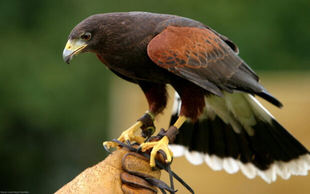 A hawk perched on a gloved hand showing detailed feathers and sharp talons