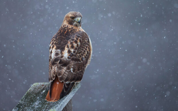 A hawk perched on a wooden post during a snowfall