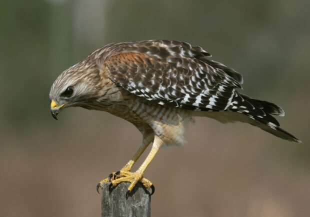 A hawk perched on a wooden post looking downward with detailed feathers and sharp claws