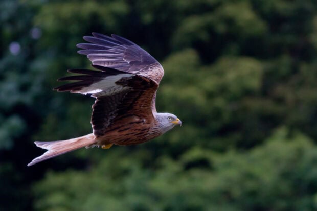 A hawk soaring in flight over a forested area with wings spread wide