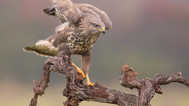 A hawk perched on a twisted wooden branch ready to take flight