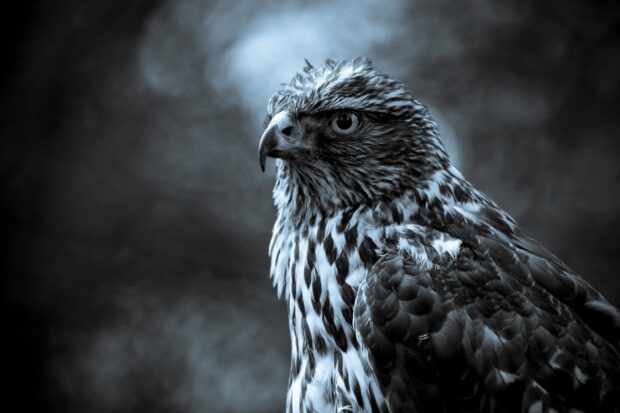 Close up of a hawk with detailed feathers and intense eyes in monochrome tones