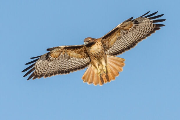 Hawk soaring with wide wings under clear blue sky