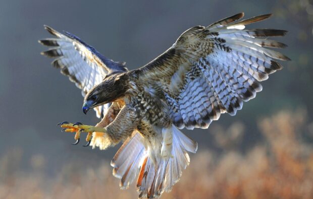 A hawk spreading its wings and preparing to catch prey in midair