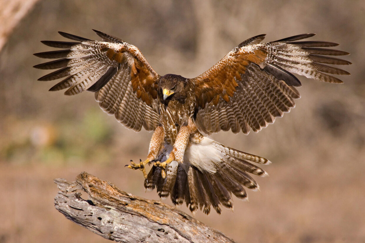 Hawk Wallpaper: Stunning Images for Every Device - PixelsTalk