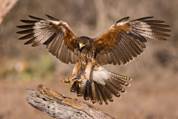 A hawk spreading its wings while landing on a tree branch