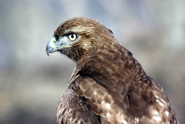Close up of a hawk showing detailed feathers and sharp eyes in high definition