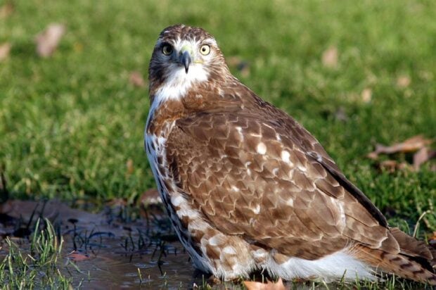 A hawk resting on green grass with detailed brown and white feathers