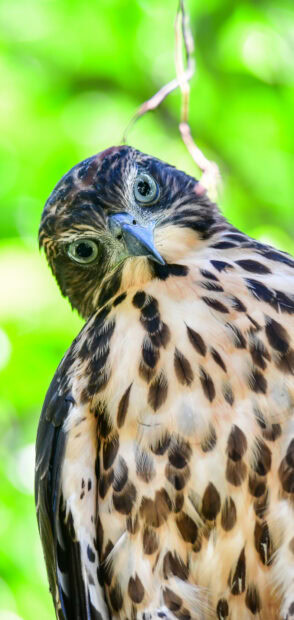 Close up of a hawk with detailed feathers and bright background