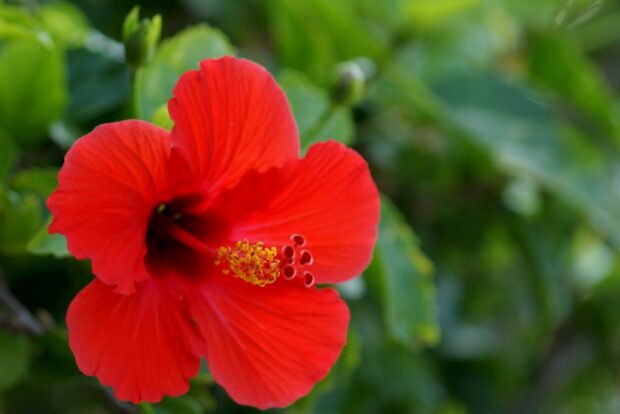 A vibrant hibiscus flower blooming with detailed petals and yellow stamens surrounded by green leaves