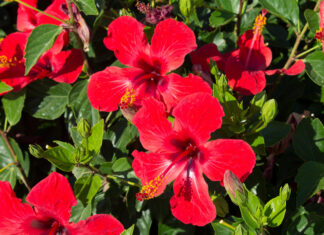 Bright red hibiscus flowers surrounded by lush green leaves on a sunny day