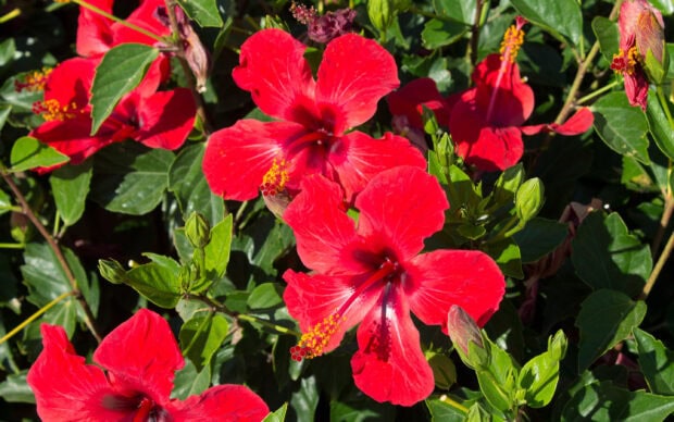 Bright red hibiscus flowers surrounded by lush green leaves on a sunny day