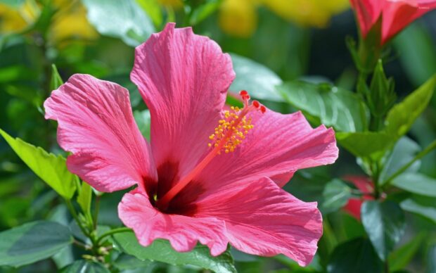 Close up of a pink hibiscus flower blooming among green leaves