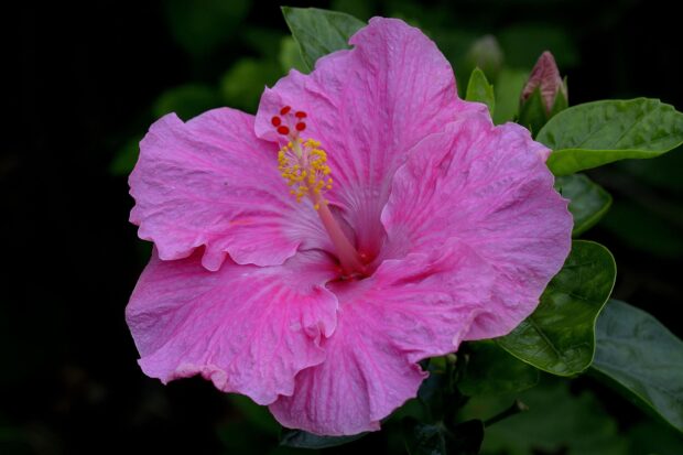 Close up of a pink hibiscus flower blooming with green leaves in the background