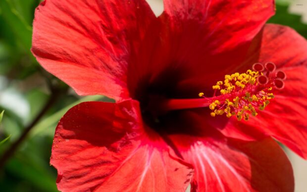 Close up of red hibiscus flower with yellow stamens and green background