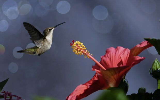 A hummingbird hovering near a hibiscus flower with detailed petals and vibrant colors