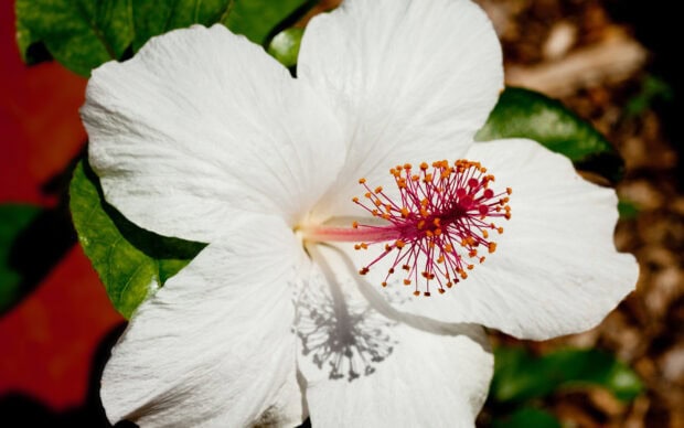 Close up view of white hibiscus flower with detailed stamen and green leaves