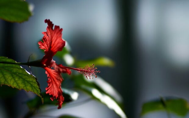 A close up of hibiscus flower with detailed petals and leaves in natural light