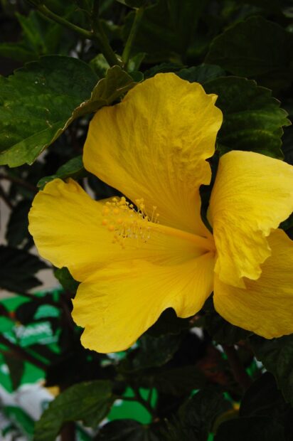 Bright yellow hibiscus flower blooming among green leaves in natural light