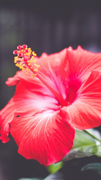 Close up of hibiscus flower with vibrant red petals and detailed stamen in natural light
