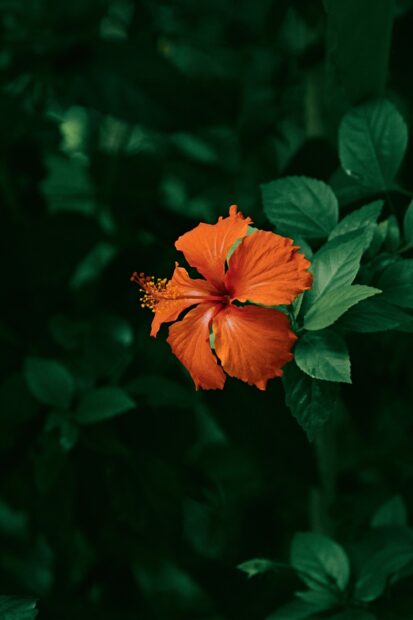 A vibrant hibiscus flower blooming among green leaves in a dark natural setting