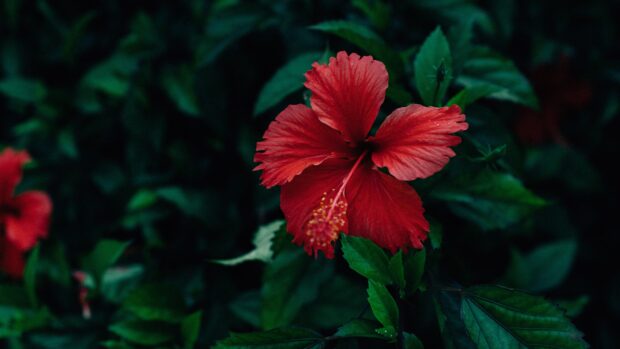 A vibrant red hibiscus flower surrounded by lush green leaves in a natural setting