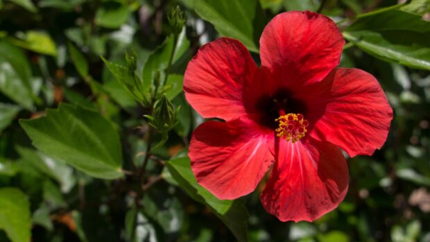 Bright red hibiscus flower surrounded by green leaves in natural sunlight