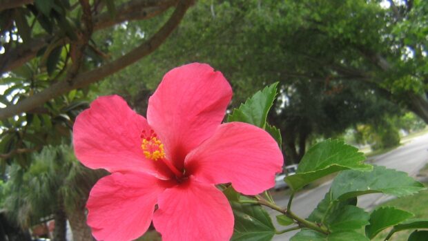 A bright pink hibiscus flower blooming with green leaves in an outdoor garden setting