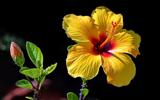 Bright yellow hibiscus blossom blooming with green leaves on dark background