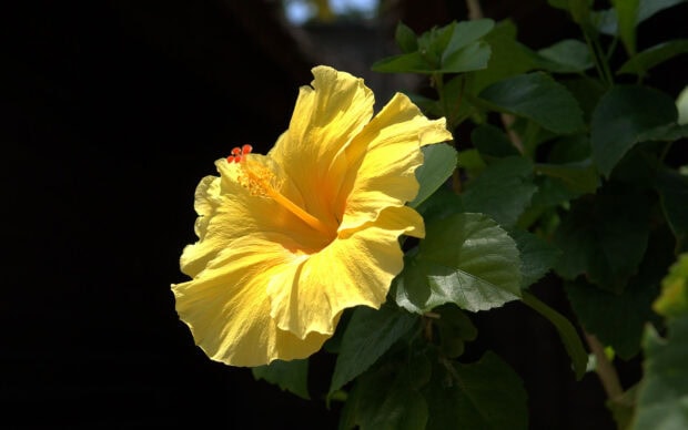 Bright yellow hibiscus flower blooming among green leaves on a dark background