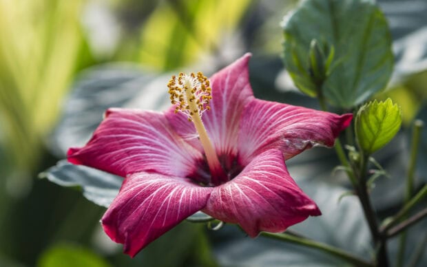 Close up of a hibiscus flower with detailed petals and green leaves in the background