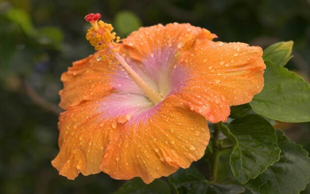 Close up of orange hibiscus flower with water droplets on green leaves