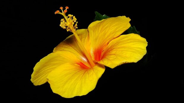 Close up of yellow hibiscus flower with stamens on black background