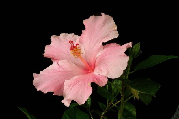 Pink hibiscus flower in full bloom with green leaves on black background