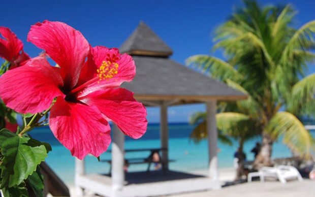 Bright hibiscus flower in front of a tropical beach gazebo and palm trees
