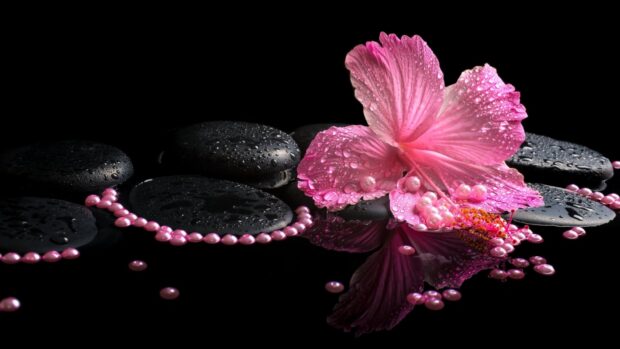 Pink hibiscus flower with water droplets on black spa stones and pink beads