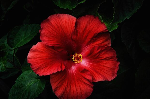 Red hibiscus flower with green leaves in dark background