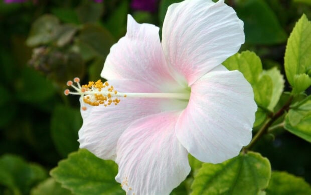 Close up of hibiscus flower showing delicate petals and yellow stamens