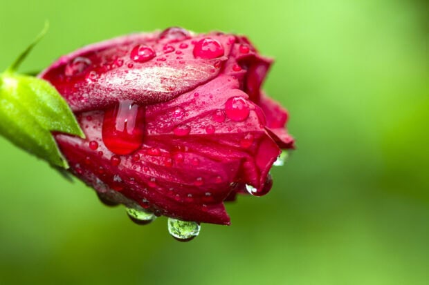 Red hibiscus bud covered with water droplets on a green background