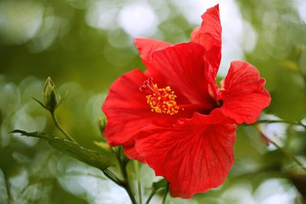 Red hibiscus flower blooming with green leaves in natural light