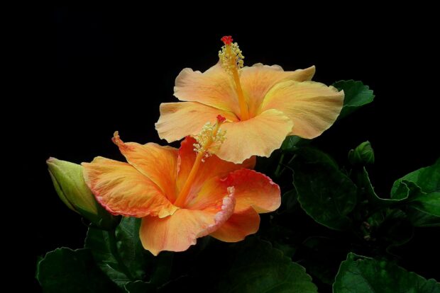 Two vibrant hibiscus flowers blooming with green leaves in dark background