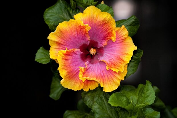 A vibrant pink and yellow hibiscus flower surrounded by green leaves on a dark background