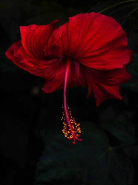 Close up of hibiscus flower with vibrant red petals and yellow stamens in dark background