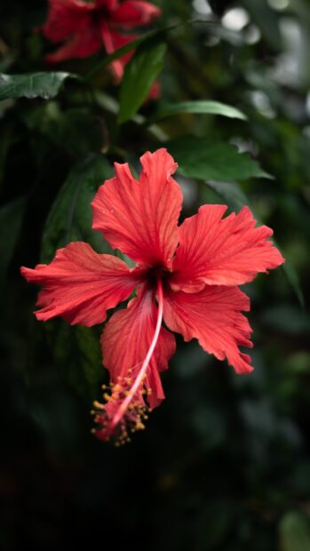 A vibrant red hibiscus flower blooming surrounded by dark green foliage