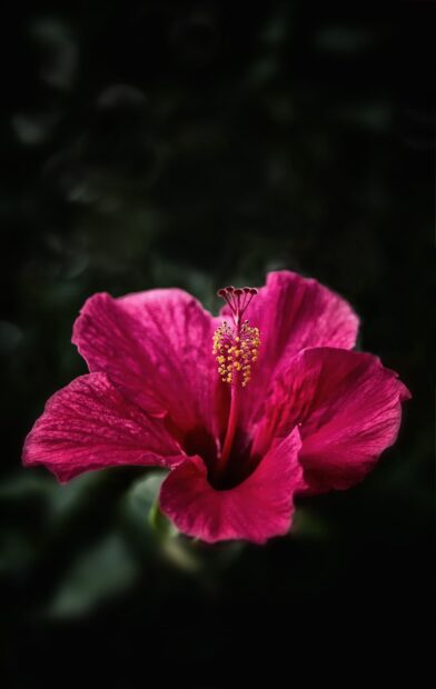 Close up of a hibiscus flower with vibrant petals and detailed stamen in HD quality
