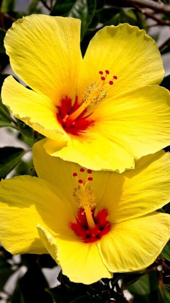Bright yellow hibiscus flowers with vibrant red centers in natural sunlight